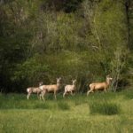 cottage-hobble-creek-hoa-wildlife