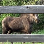 mama-moose-the-cottages-at-hobble-creek