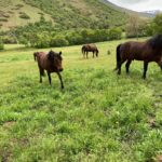 the-cottages-at-hobble-creek-horse-meadow