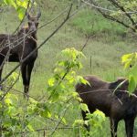 the-cottages-at-hobble-creek-moose-country