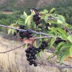 the-cottages-at-hobble-creek-mountain-berries