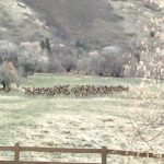 the-cottages-at-hobble-creek-mule-deer