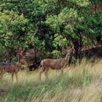 the-cottages-at-hobble-creek-wildlife