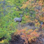 the-cottages-at-hobble-creek-young-doe