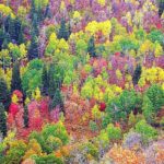 Fall Colors Hoble Creek Canyon Utah