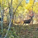 Fall Wildlife Hobble Creek Canyon Utah