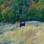 hobble-creek-canyon-utah-deer