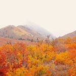 Hobble Creek Canyon, Utah Fall Colors