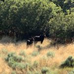 hobble-creek-canyon-utah-mama-moose