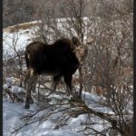 hobble-creek-canyon-utah-moose