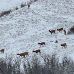 hobble-creek-canyon-utah-mule-deer