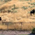 hobble-creek-canyon-utah-wildlife