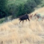 hobble-creek-canyon-utah-young-moose