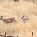 wildlife-of-hobble-creek-canyon-utah