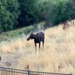 young-moose-hobble-creek-canyon-ut